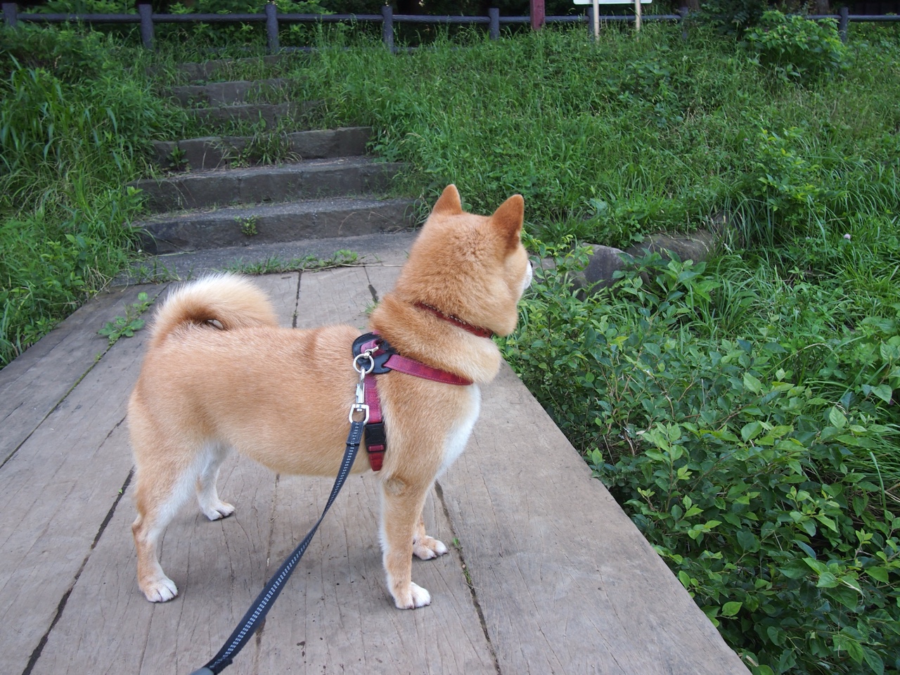 开云体育APP下载-_极地马拉松：挑战白雪皑皑的极限极限_，极昼马拉松