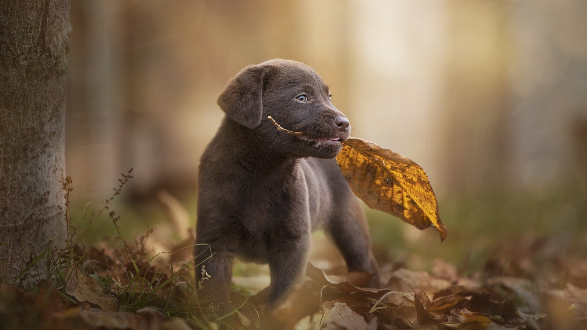_赛事现场：粉丝疯狂欢呼，场面炸裂_，粉丝有多疯狂