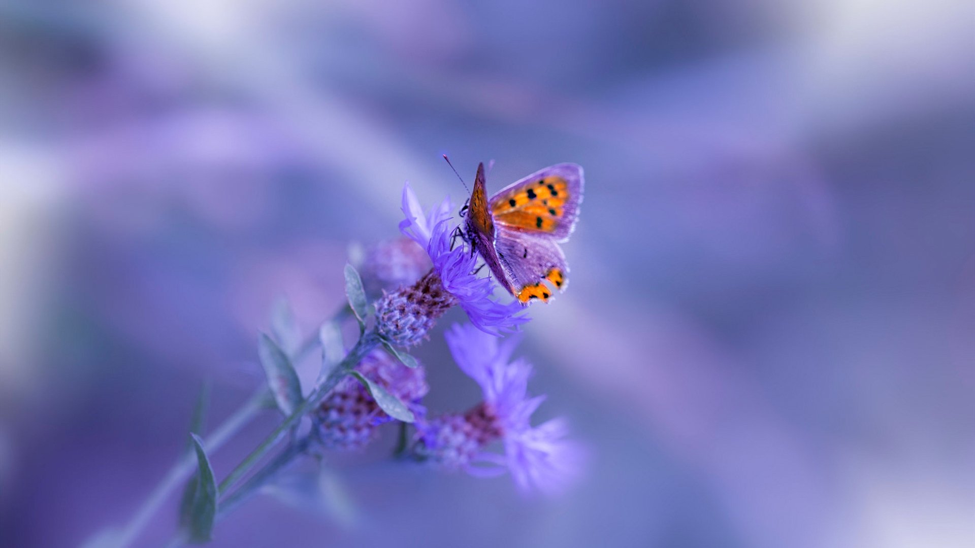 Kaiyun APP-_老鹰队快攻犀利，比赛精彩纷呈_，老鹰队比赛视频聚胜顽球汇