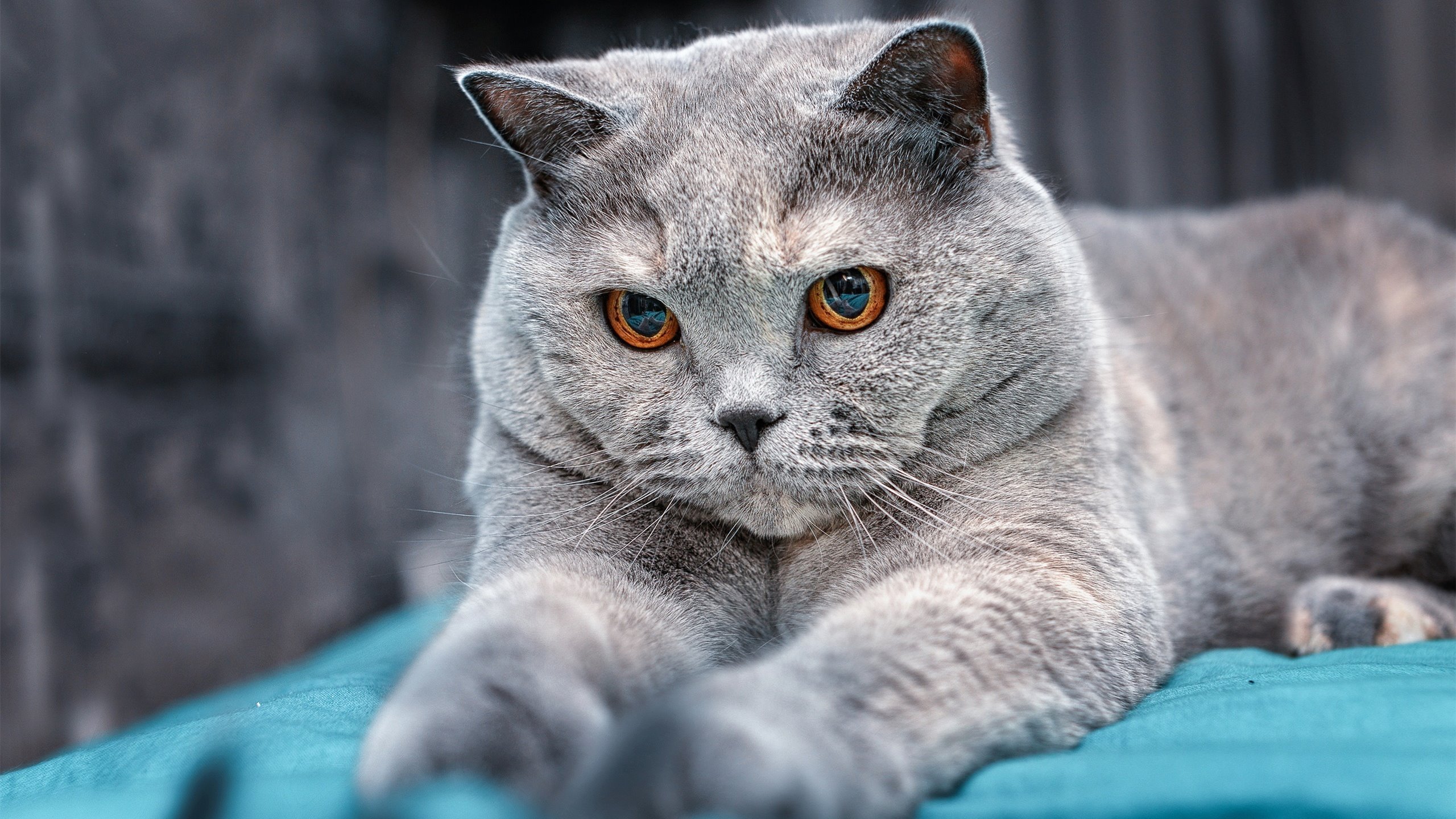 “中超球队冬季转会市场火热,豪门引援不断”,中超冬季转会窗口时间