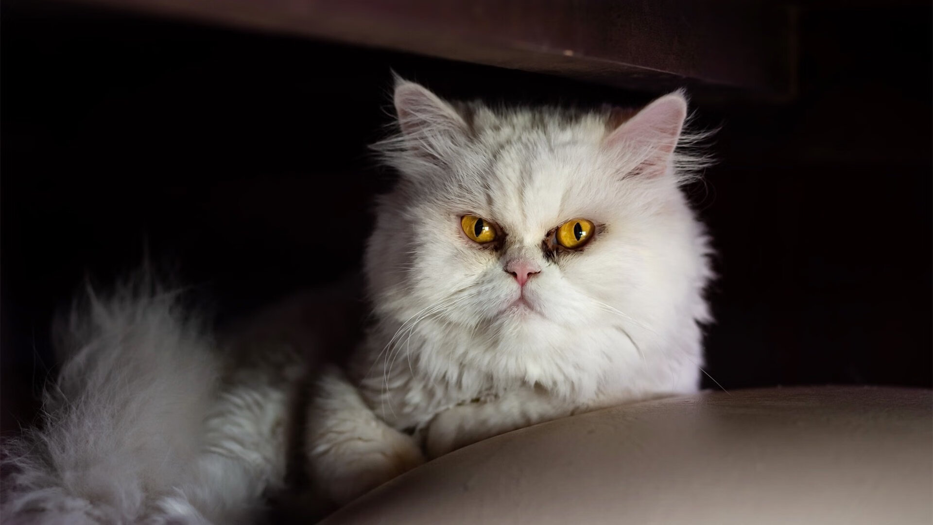 《Hope：新星崛起，点燃战场激情》，崛起的新星