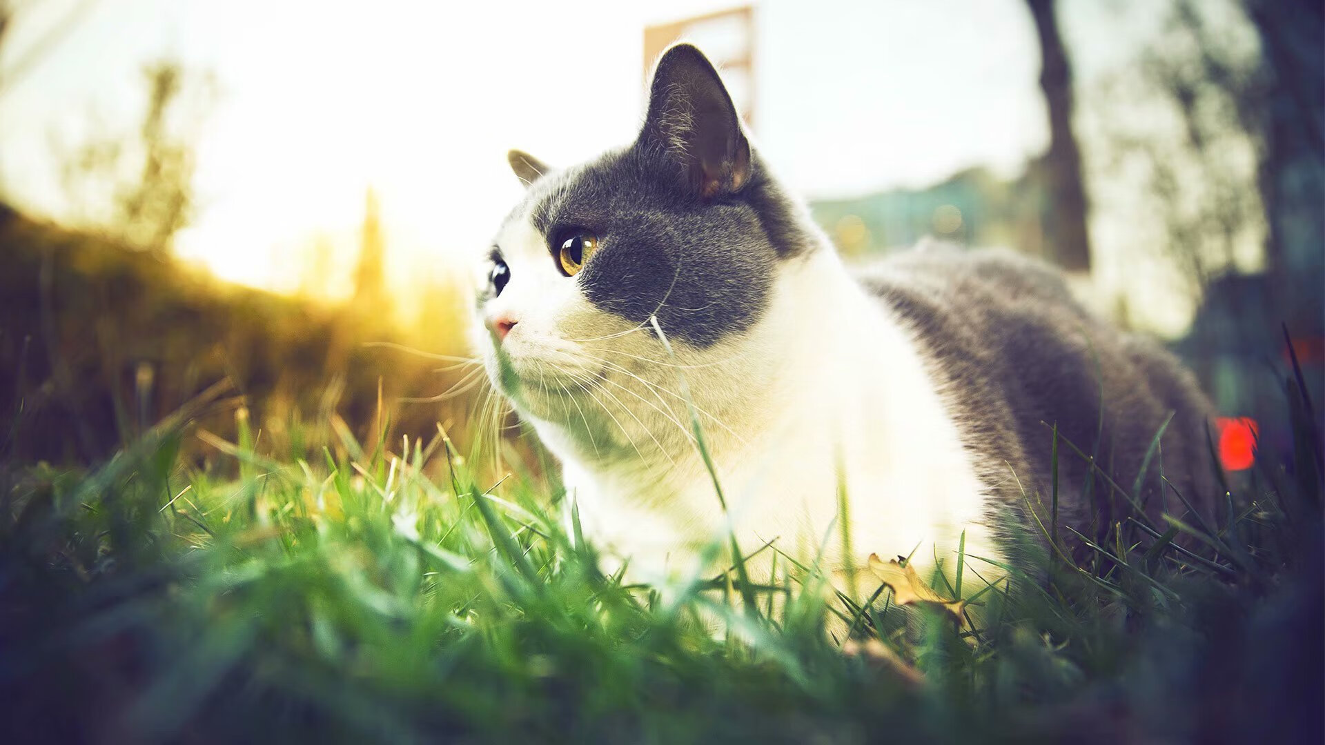 Kaiyun(中国)开云-克罗地亚马术协会与国际马术联合会合作，举办国际马术交流活动，促进技术交流。