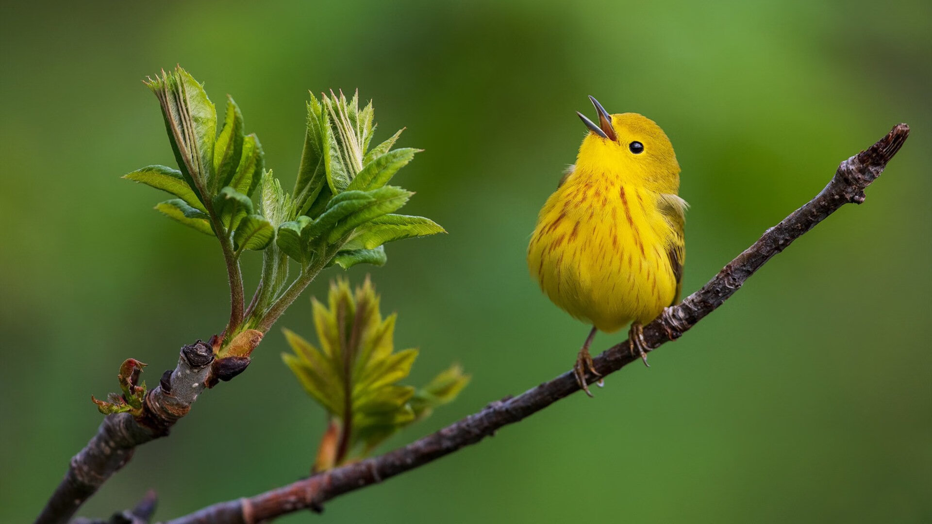 半场比分:北京以54-52微弱领先,悬念继续!,北京单场及时比分