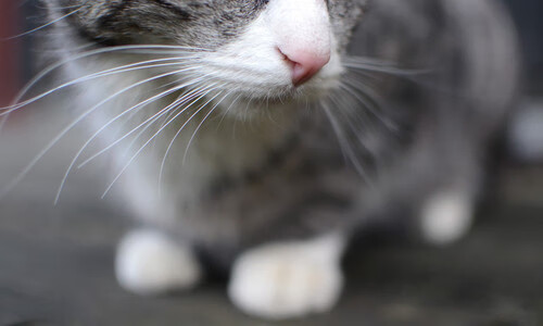 夺冠关键：冠军球队的成功秘籍，夺冠如何