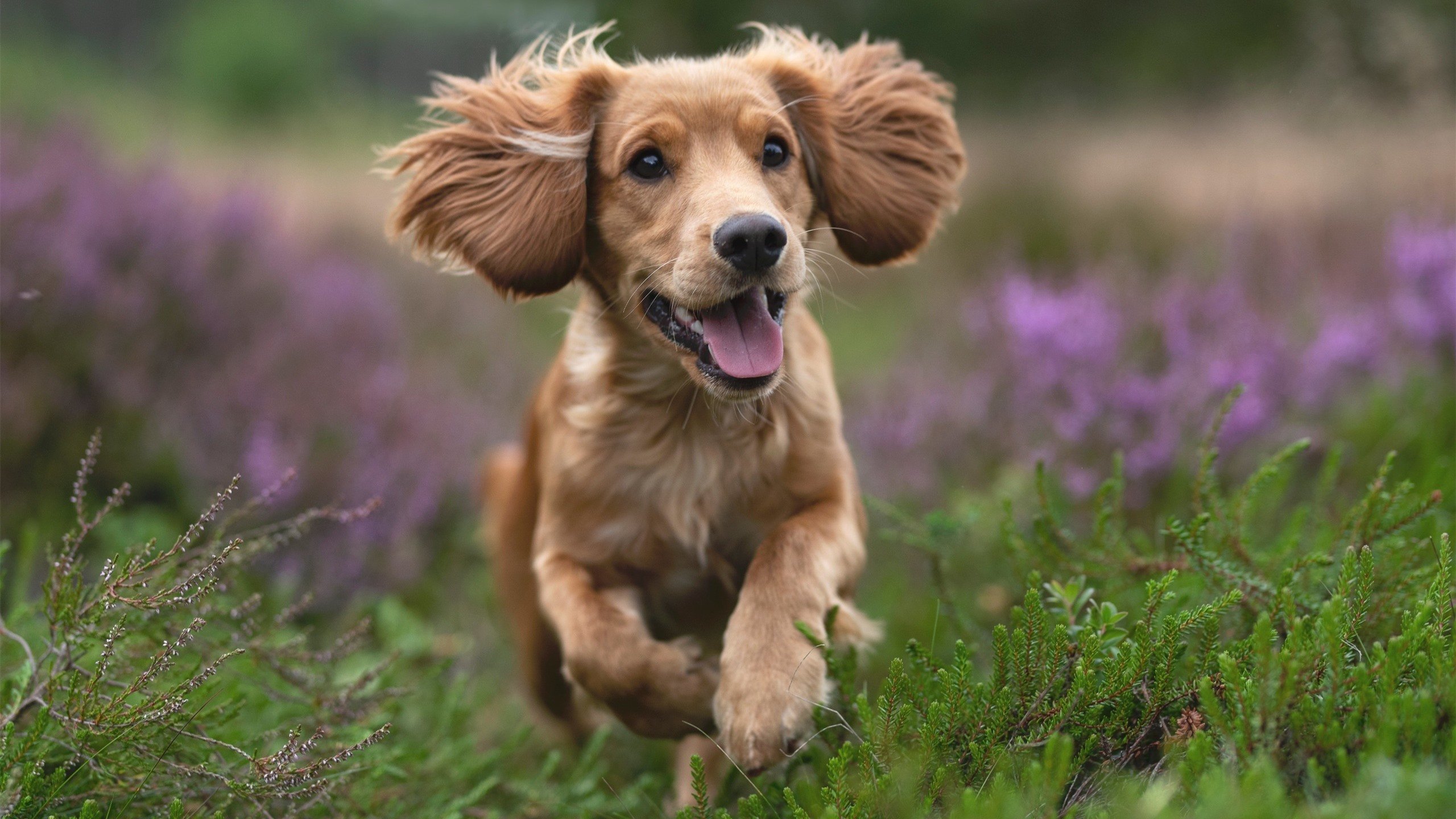 球员状态：谁能在季后赛中持续爆发？，季后赛最强球员