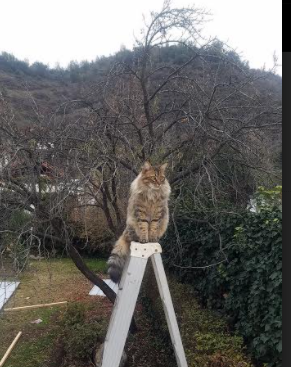 开云官方网站-青训崛起：未来之星如何快速成长？，未来之星在哪