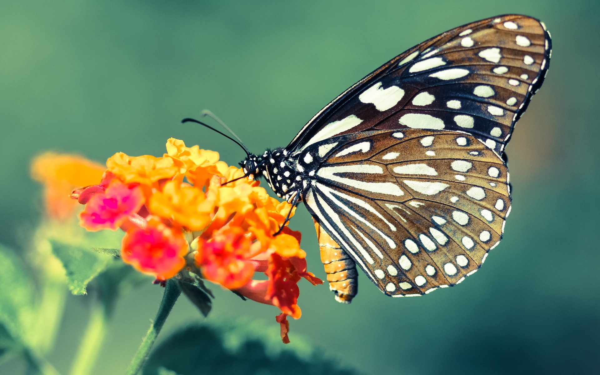 KPL赛事裁判标准进一步规范,kpl比赛裁判是干什么的