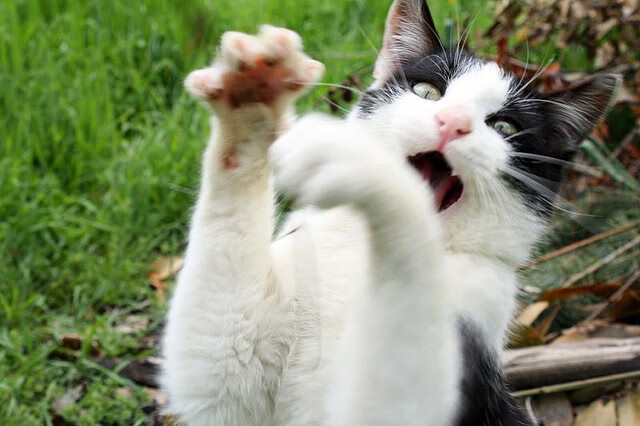 开云中国大陆-LCS战队排名最新动态，lcs100战队