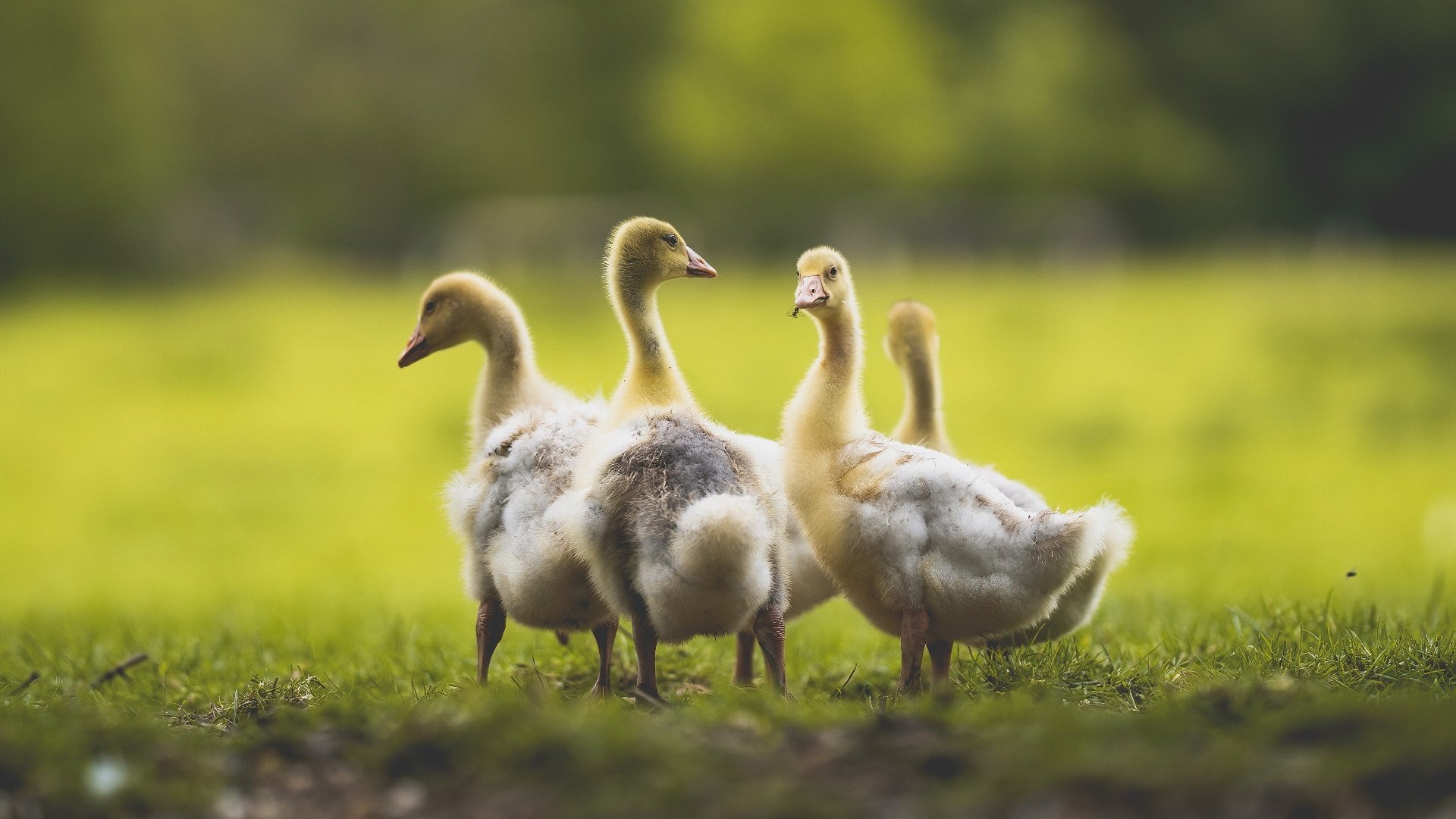 kaiyun官方入口登录-LCS战队社交媒体影响力排行，lck sb战队 百科