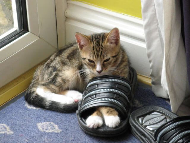 开云体育-上海海港球员参加国家队比赛，加盟上海海港球员