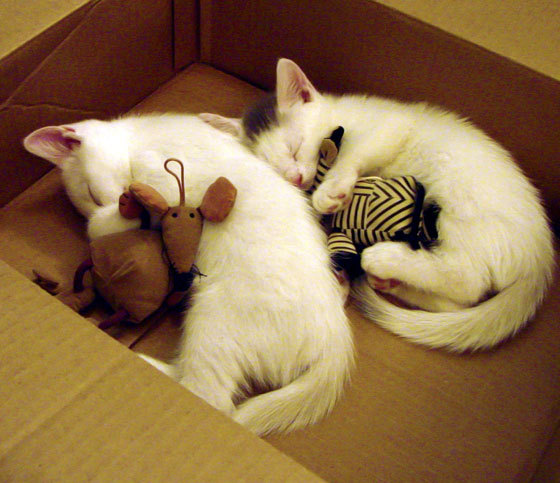 摩纳哥队主帅赞扬球员在比赛中的表现，摩纳哥著名球星