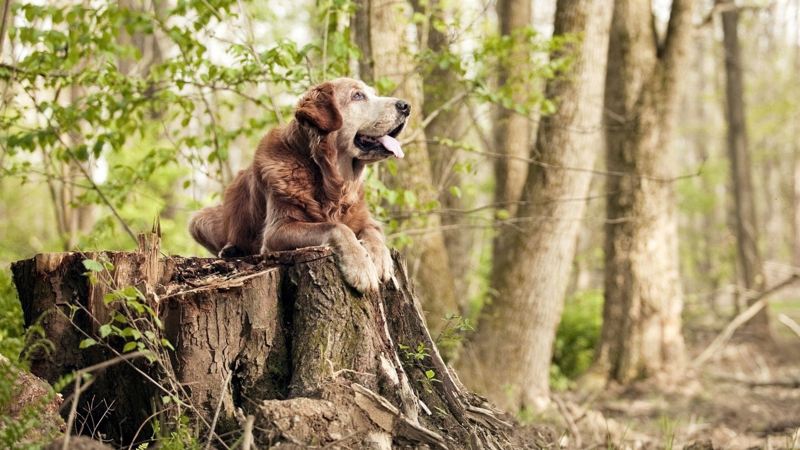 斯图加特客场不败，稳固中游位置，斯图加特二队