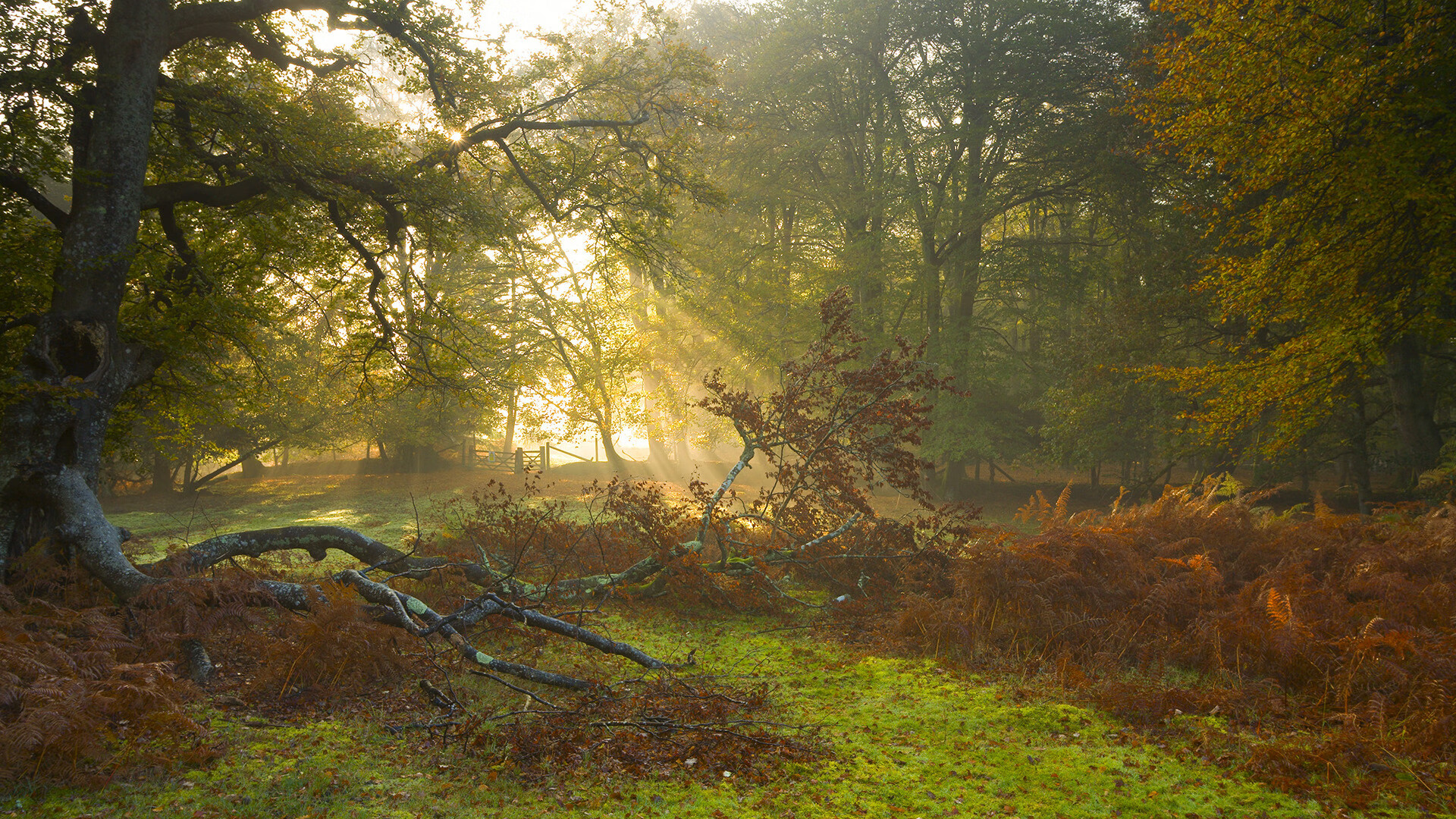 河床主场连胜不断，河床队直播