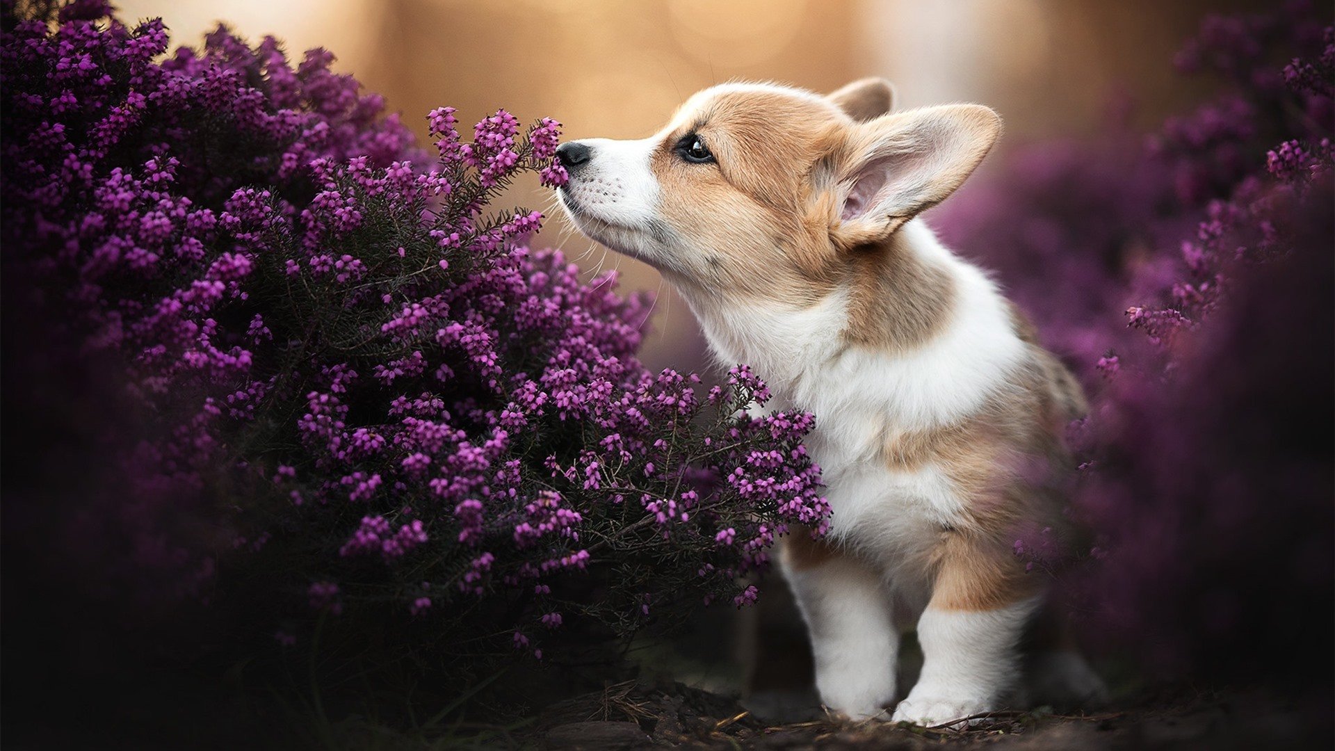 波兰队连胜撼日本：瑞士惨败寻找下一城市，波兰队vs瑞典队预测