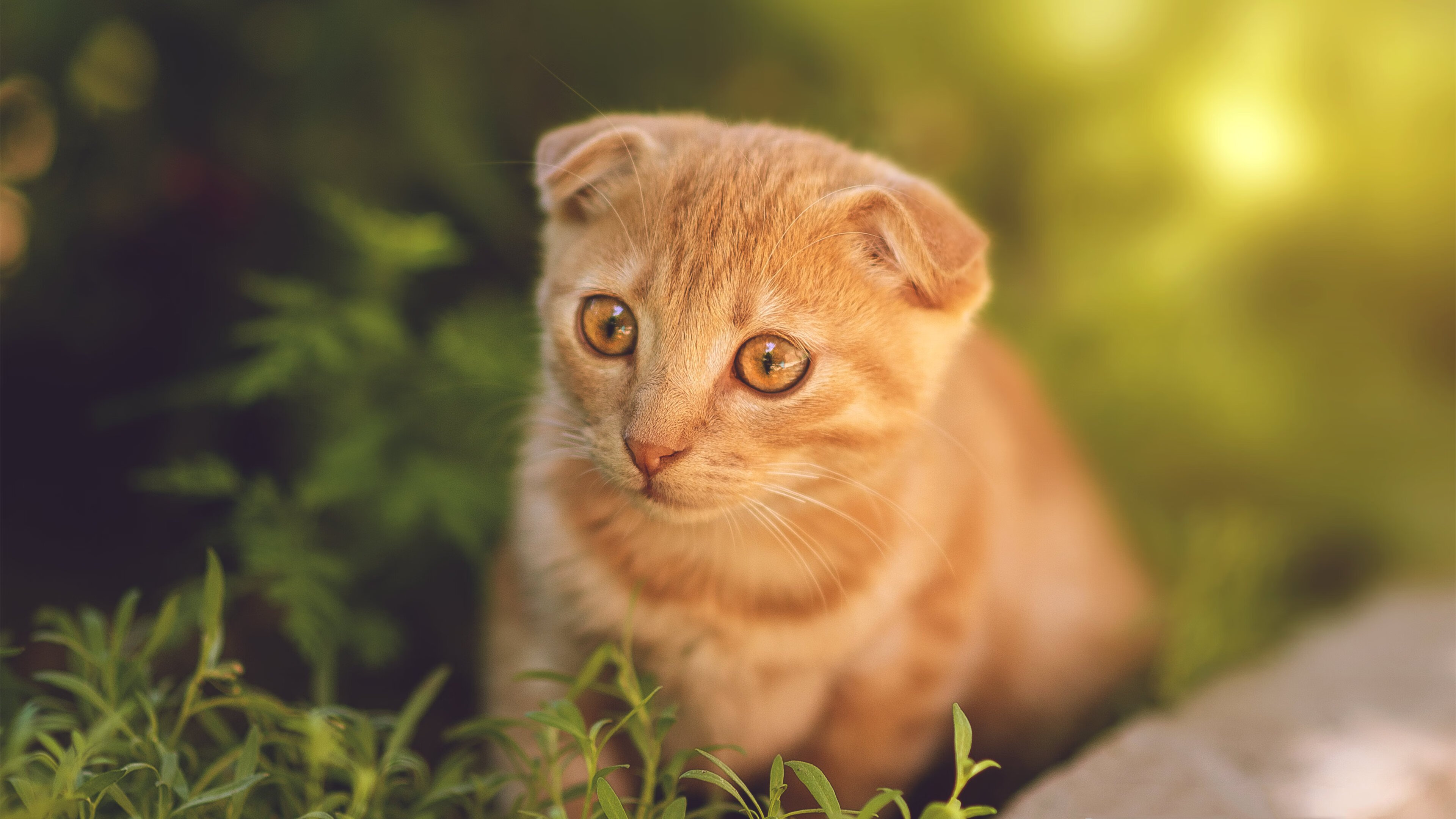 kaiyun.com-激动人心！国内足球聚焦焦点大战，焦点访谈中国足球