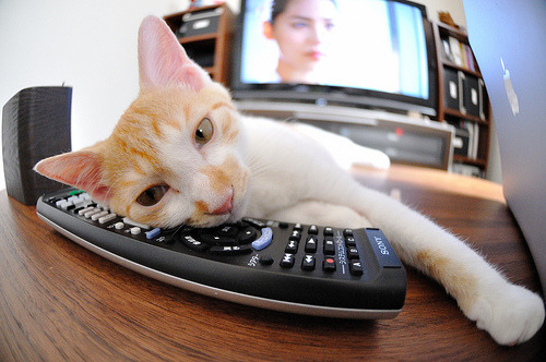 开云体育-瑞士马术协会与学校合作，开展马术教育课程，推广马术文化。，瑞士骑马