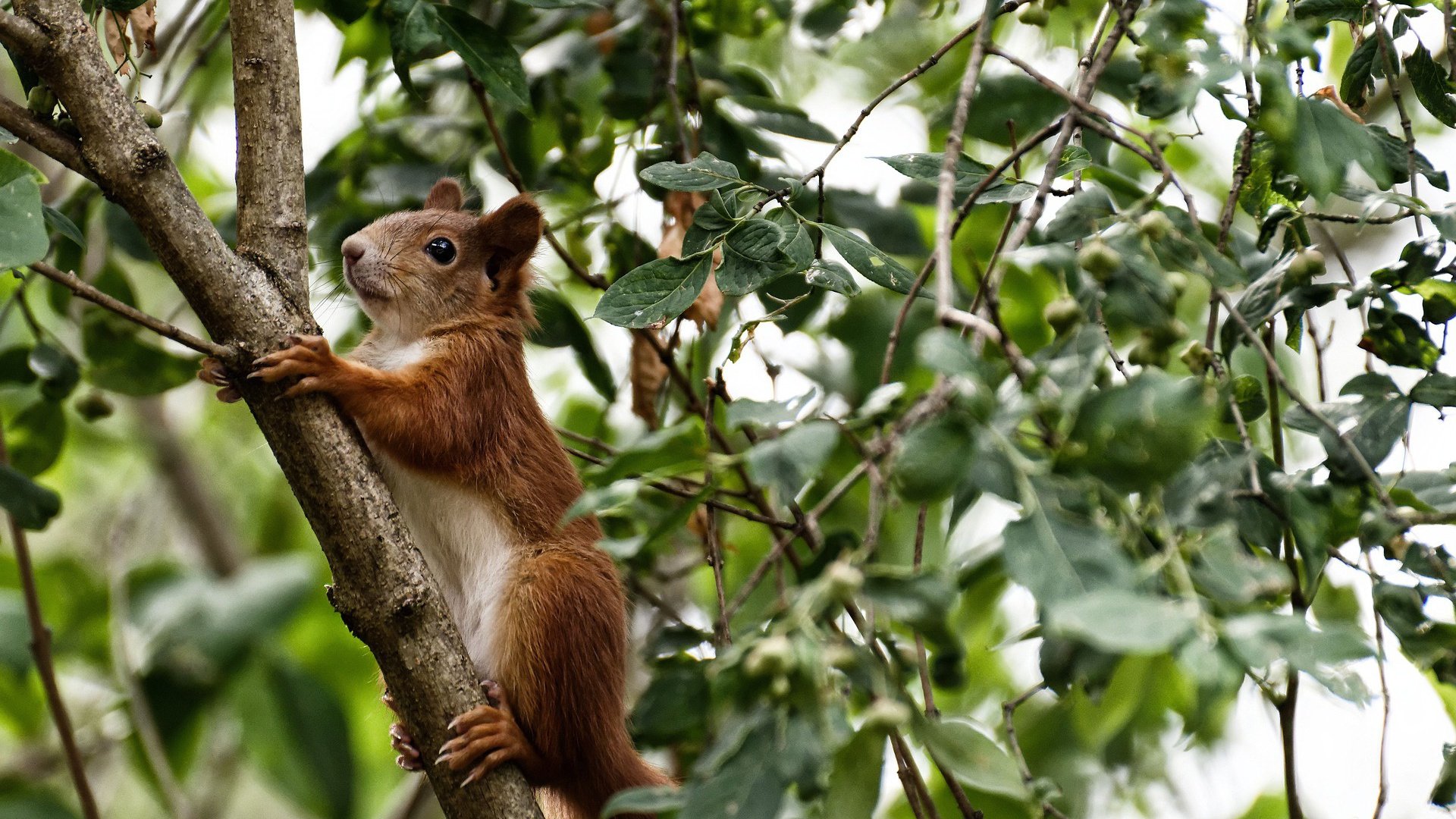 Kaiyun APP-皇家马德里遭遇惨败，欧冠卫冕火力不足！，皇家马德里欧冠冠军阵容