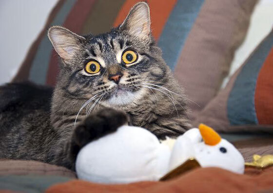 开云·Kaiyun网页版-职业联赛俱乐部是否应提升市场化运作水平，职业俱乐部梯队