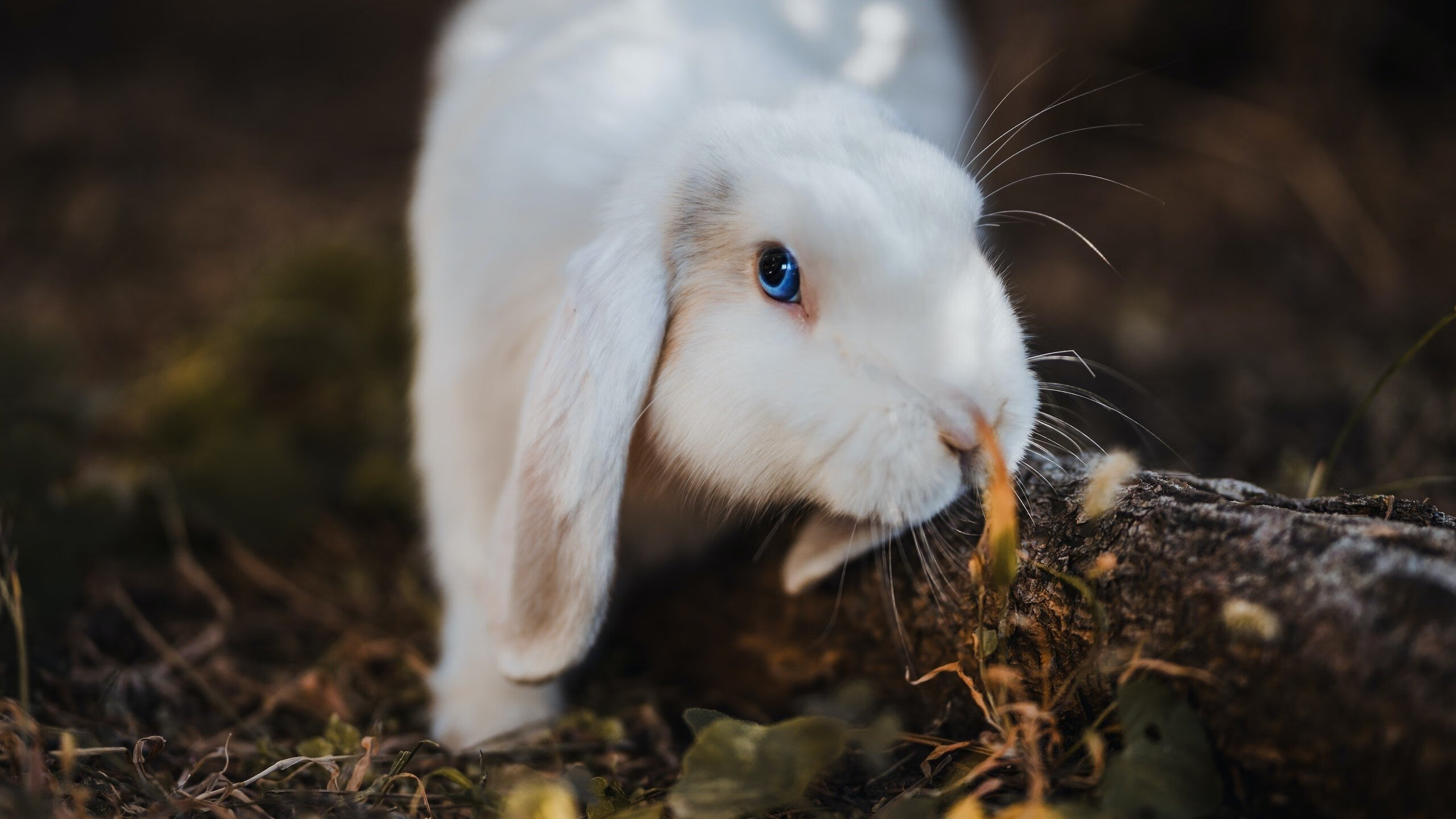 荷兰女足在预选赛中以0-2不敌德国，未能晋级巴黎奥运会，从青涩菜鸟到世界亚军,飞翔的荷兰女足还有未来