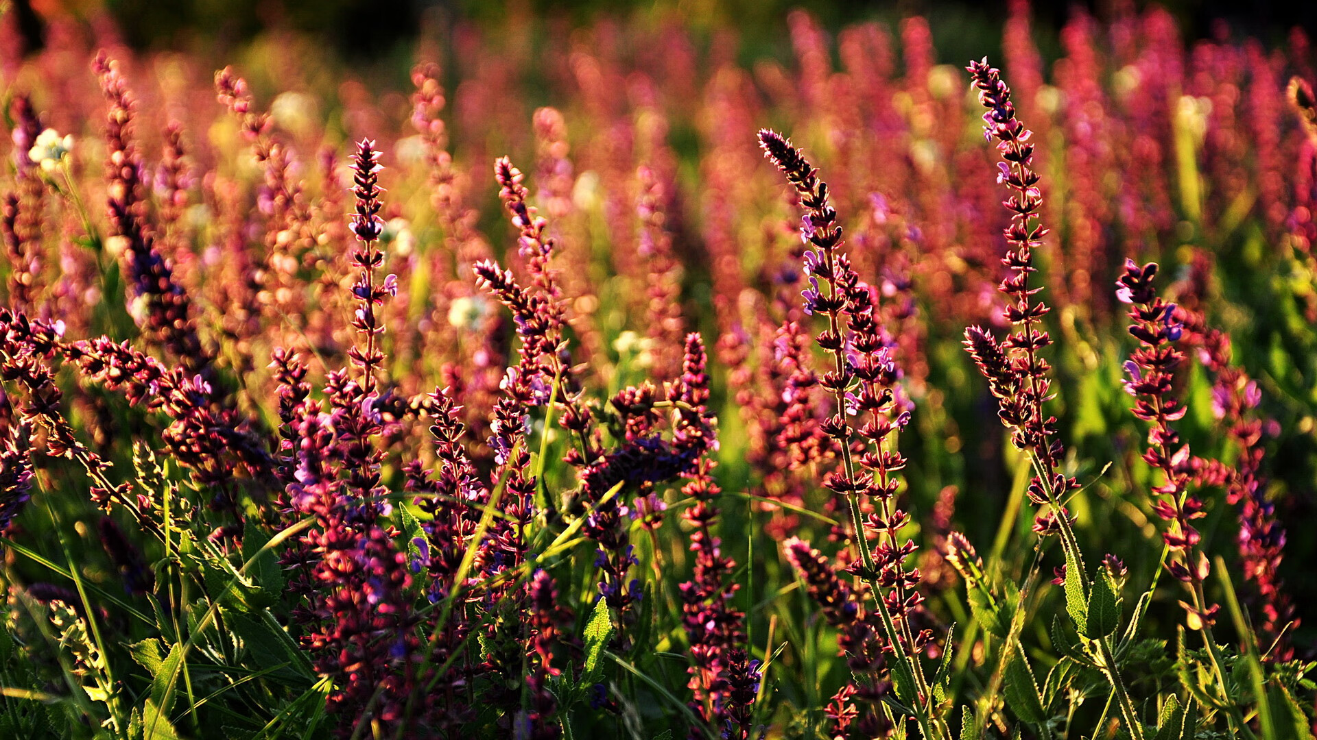 逆转射击选手心理博弈大胜,奥运射击逆转