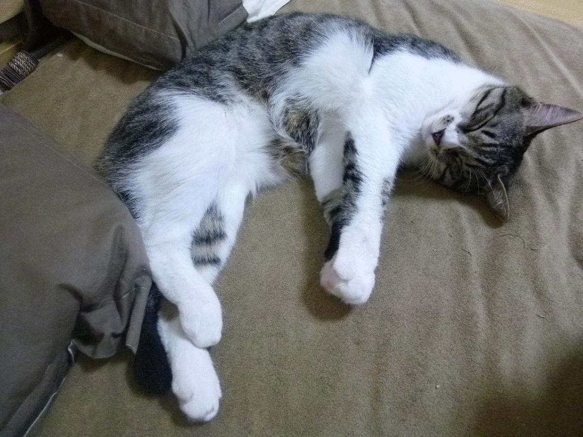 开云网页版登录入口-青训球员晋级职业通道缺乏竞争性平台，青训选手怎么办