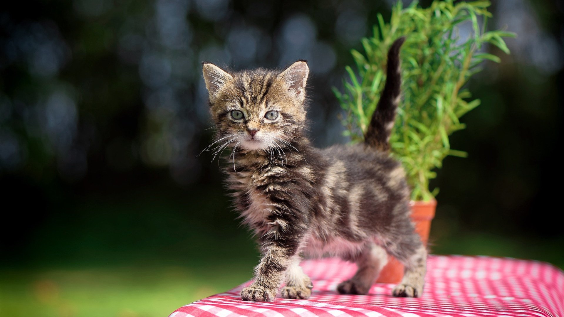 福特：凭借敏锐的场上嗅觉，成功帮助全黑队解锁对方防线，福特suv黑色