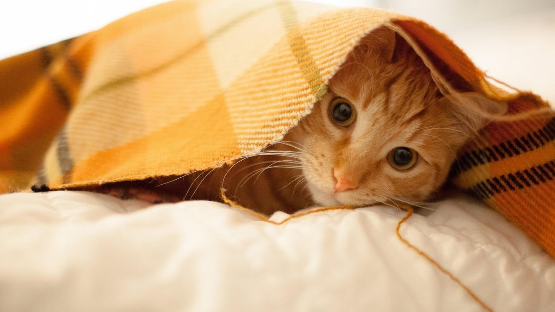 谷爱凌晒新雪服为赞助商打call，谷爱凌接受采访